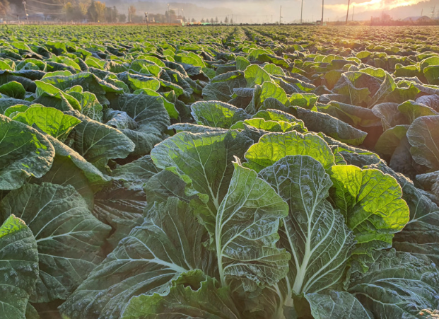 슬기로운 청년농부생활