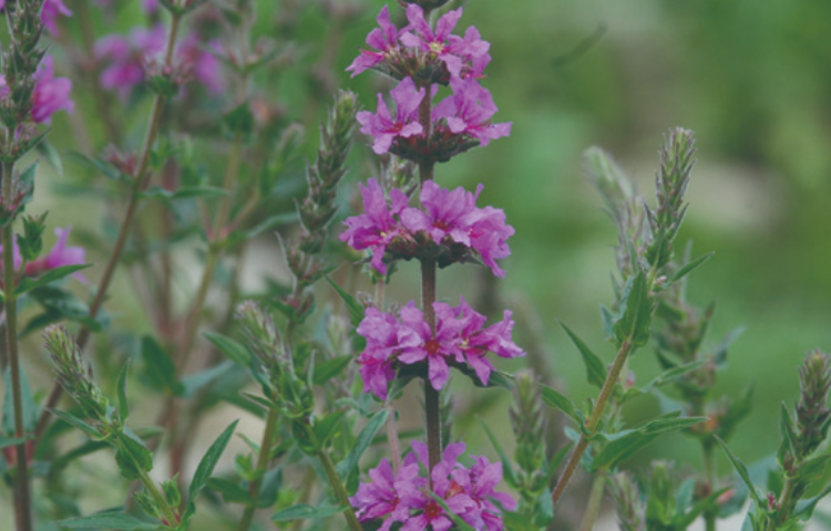 국립한국자생식물원