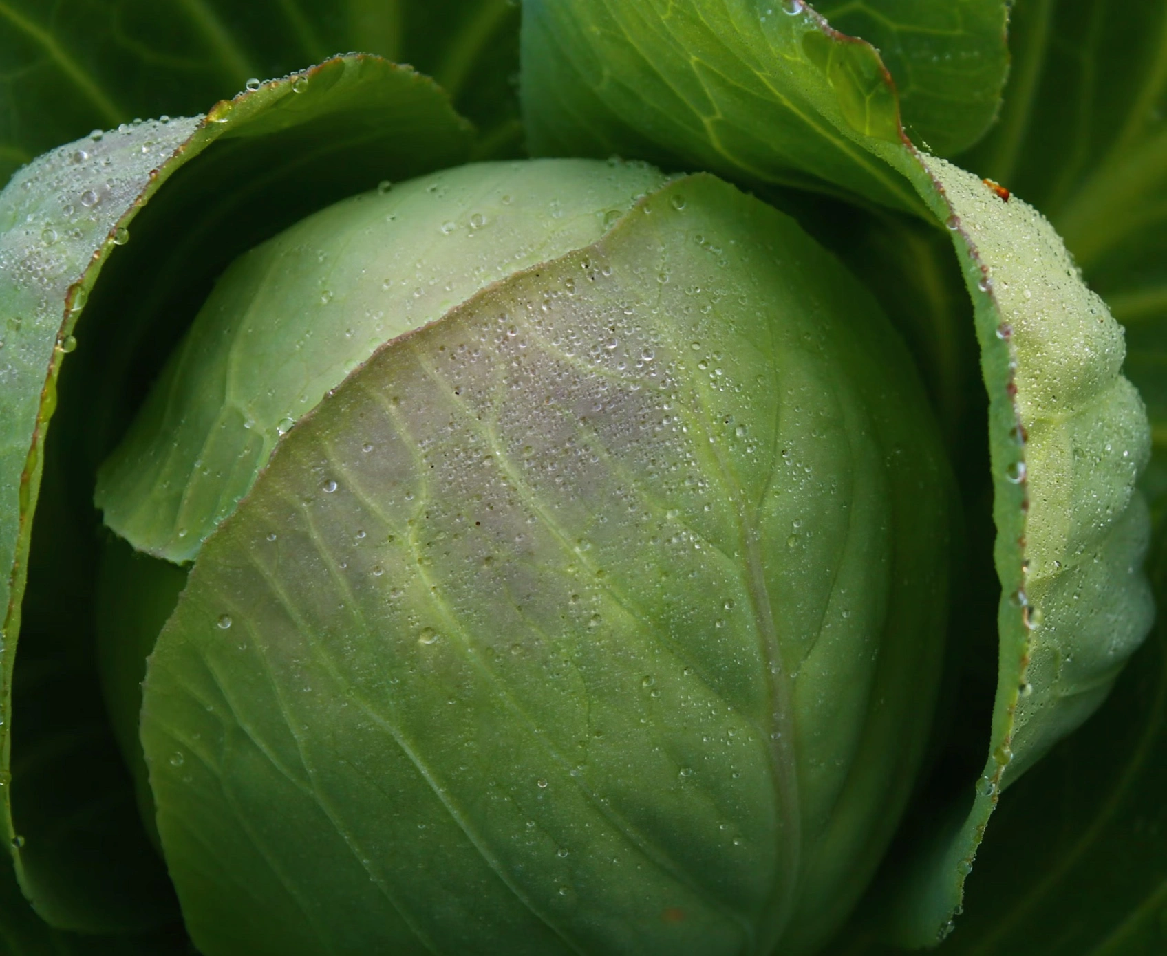 저속노화 식사법