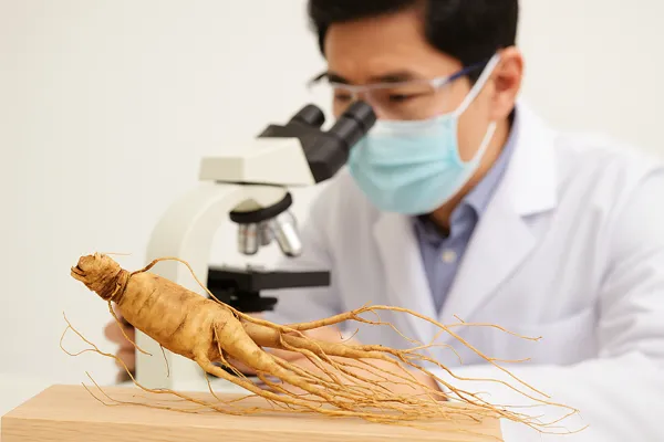 산삼 뿌리와 현미경 연구자