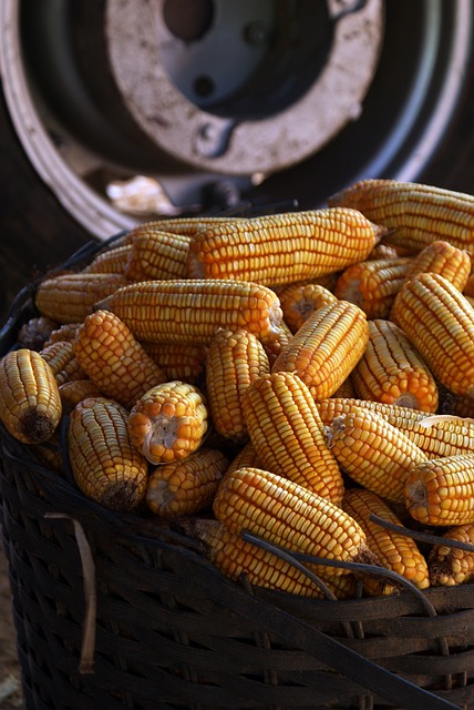 농촌 청년 정착 지원사업