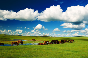 몽골 초원 사진