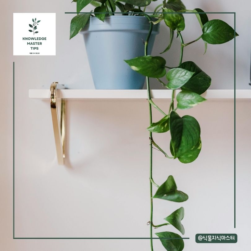 스킨답서스 번식 방법 추천