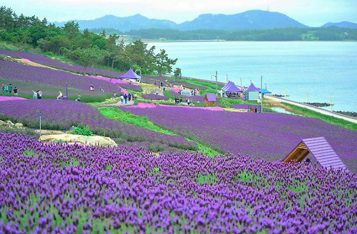 2025 퍼플섬 라벤더 축제
