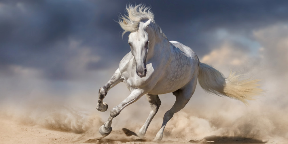 사생격 사주 인신사해