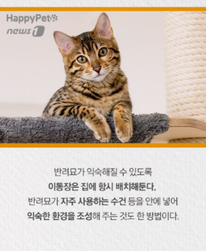고양이이동장