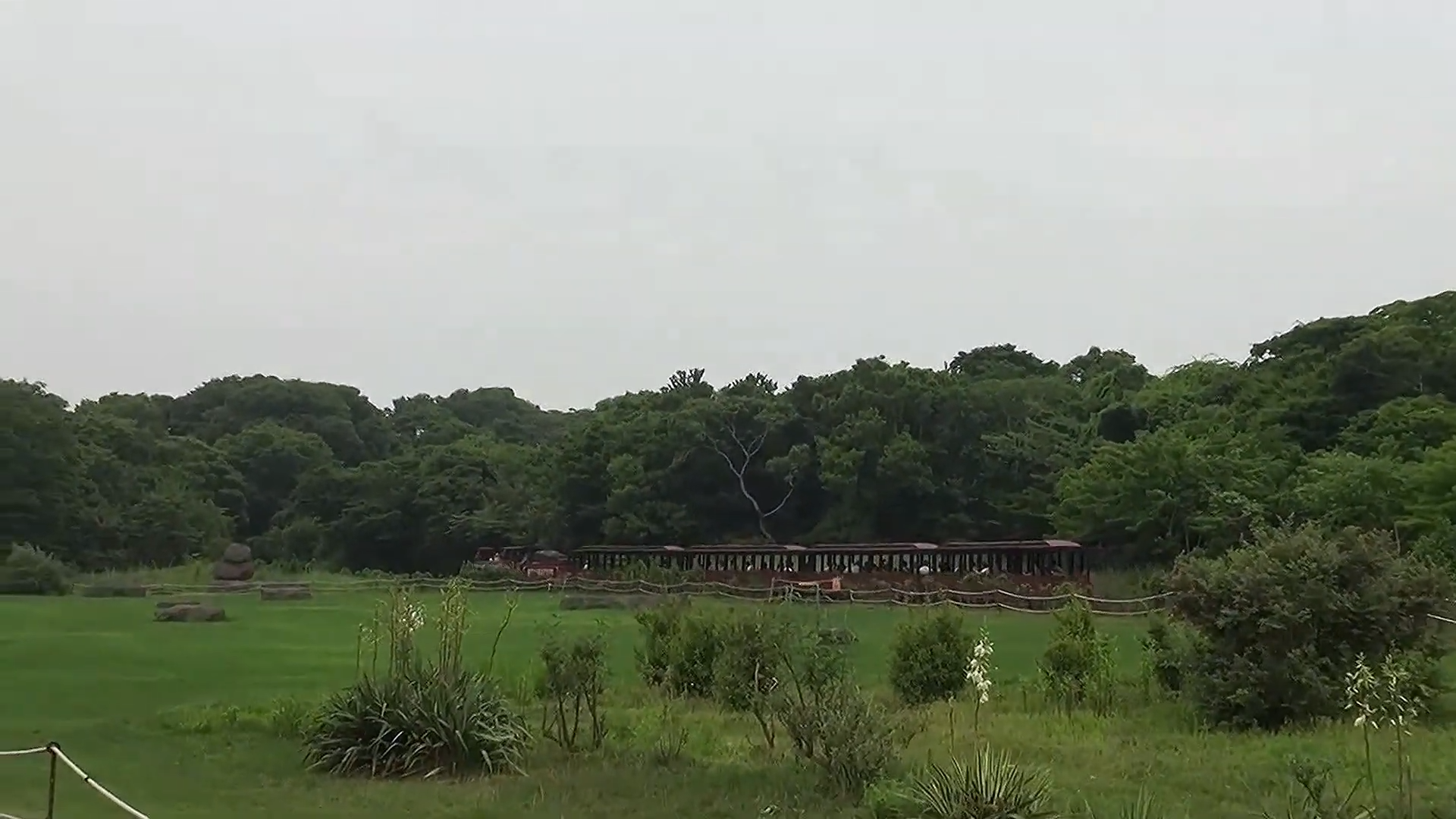 에코랜드 수국 삼다정원을 가는 기차