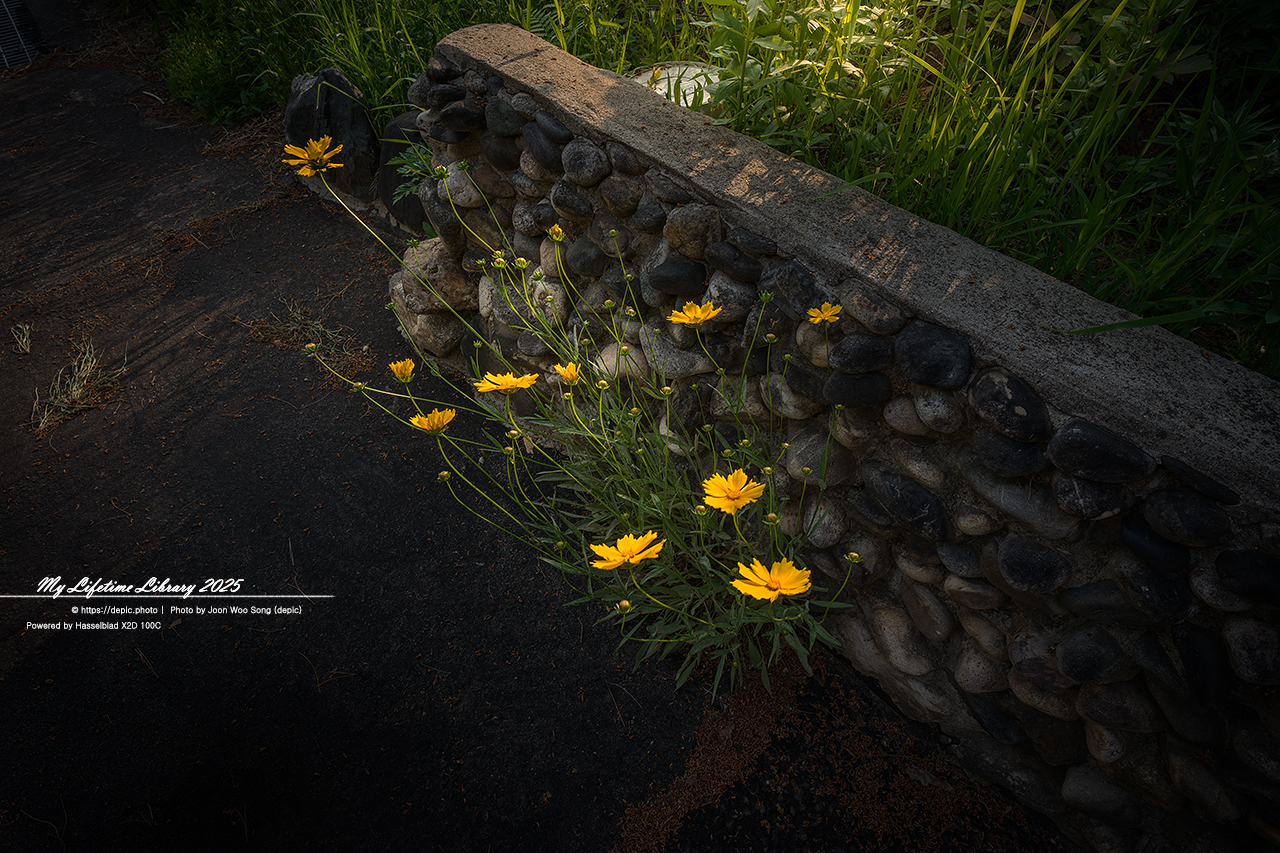 #꽃 #여름 #충북 #황화코스모스 #샤스타데이지