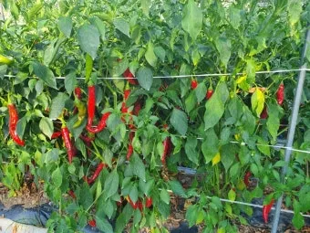 고추 재배 모종 고르기 지주 설치 시비 요령_6
