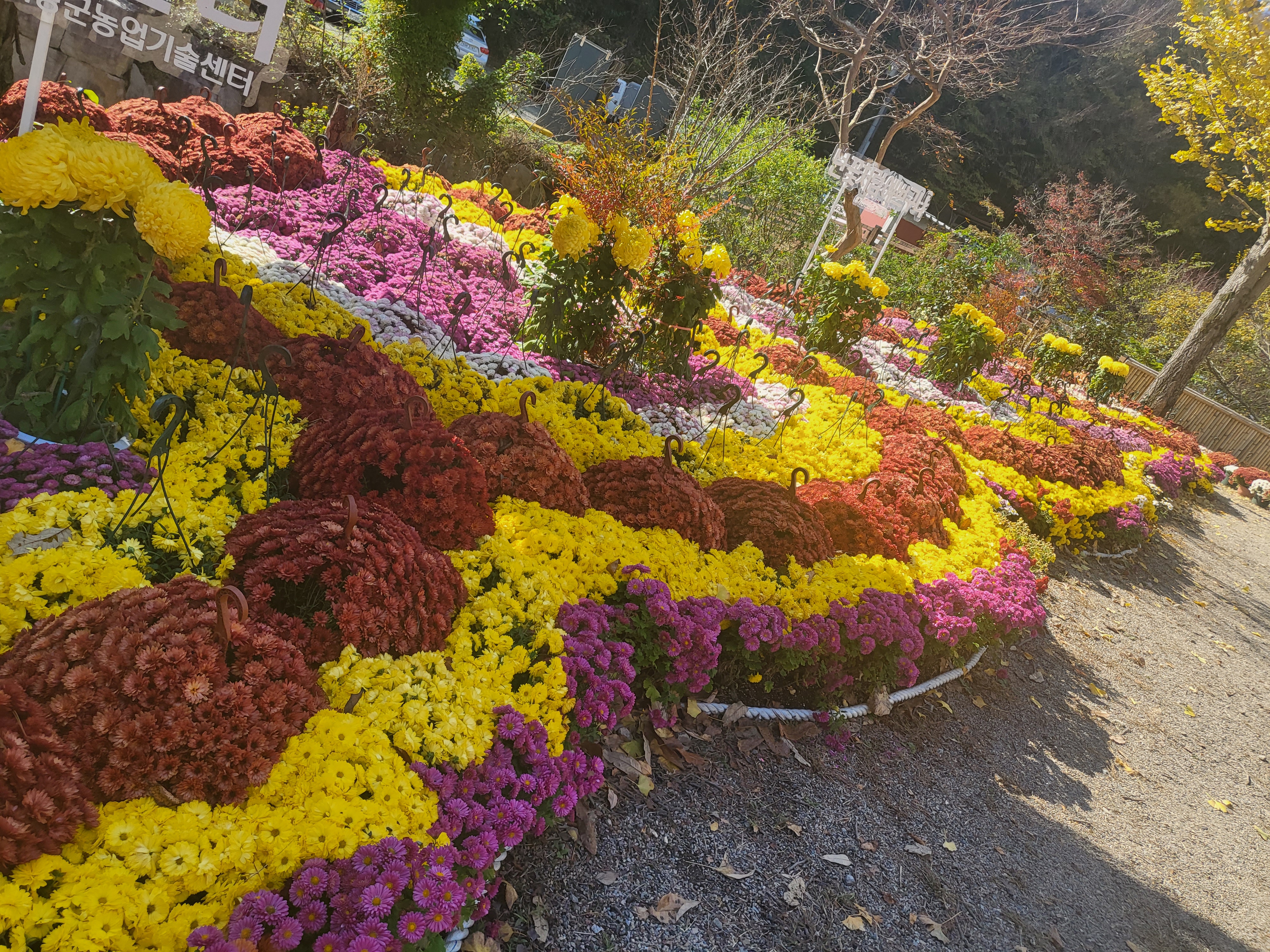 국화 향기 가득한 부산 기장 장안사 제 7회 기장 국화분재전시회가 열렸습니다.