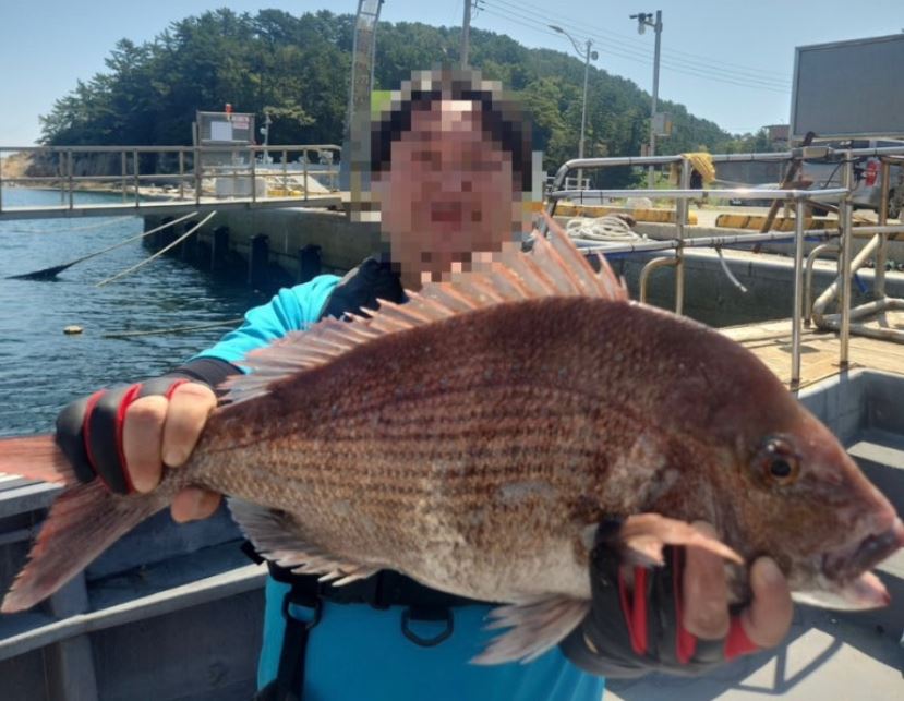 남해 갈치 타이라바 혼합 배낚시(참돔)