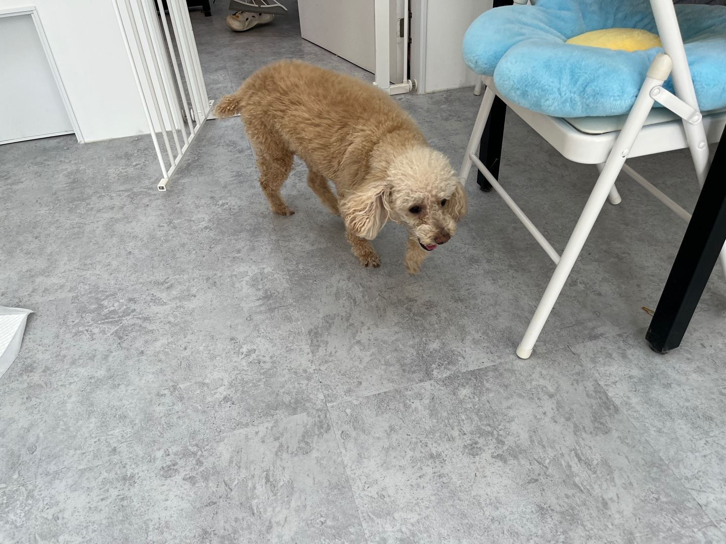 경기 광주 양벌동 애견미용, 강아지 미용, 덕자네 미용실