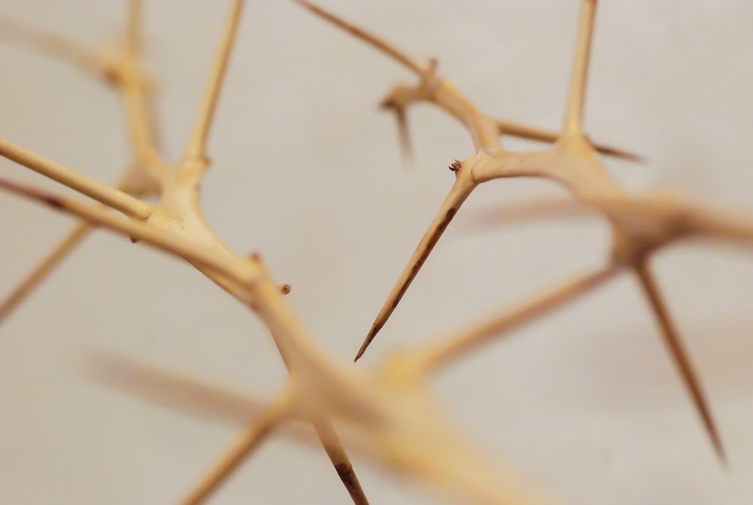 Nerve