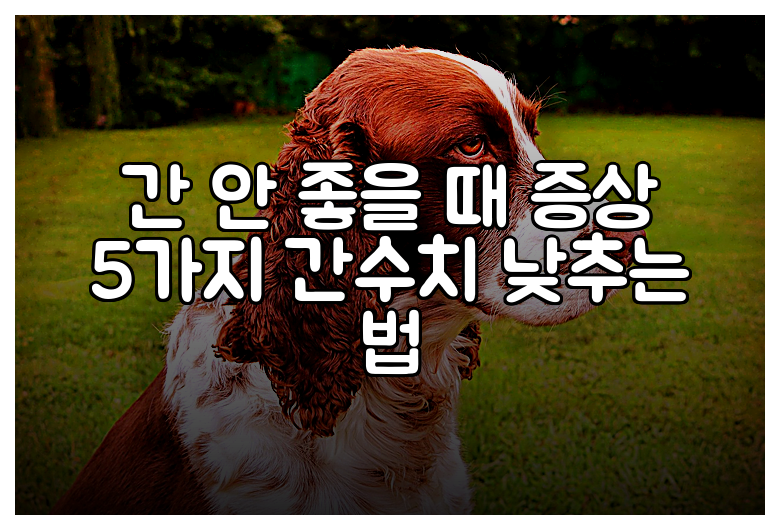 간 안 좋을 때 증상 5가지 간수치 낮추는 법