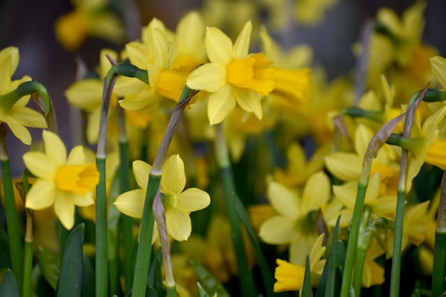 2025 화담숲 봄 시즌 오픈