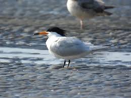 뿔제비갈매기가 번식에 실패하는 원인