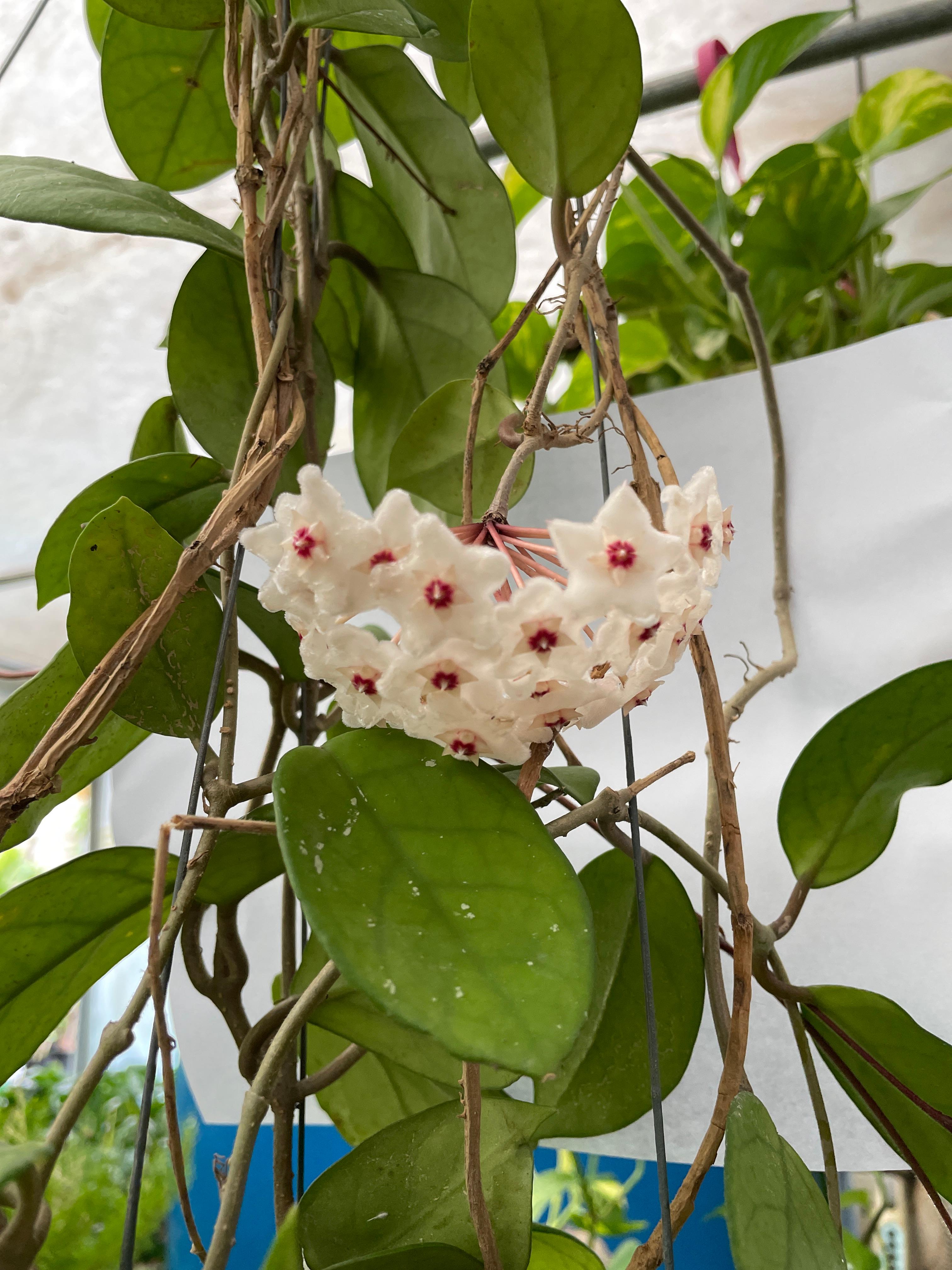 호야 카노사 걸이 키우기 공기정화식물 공중걸이 화분