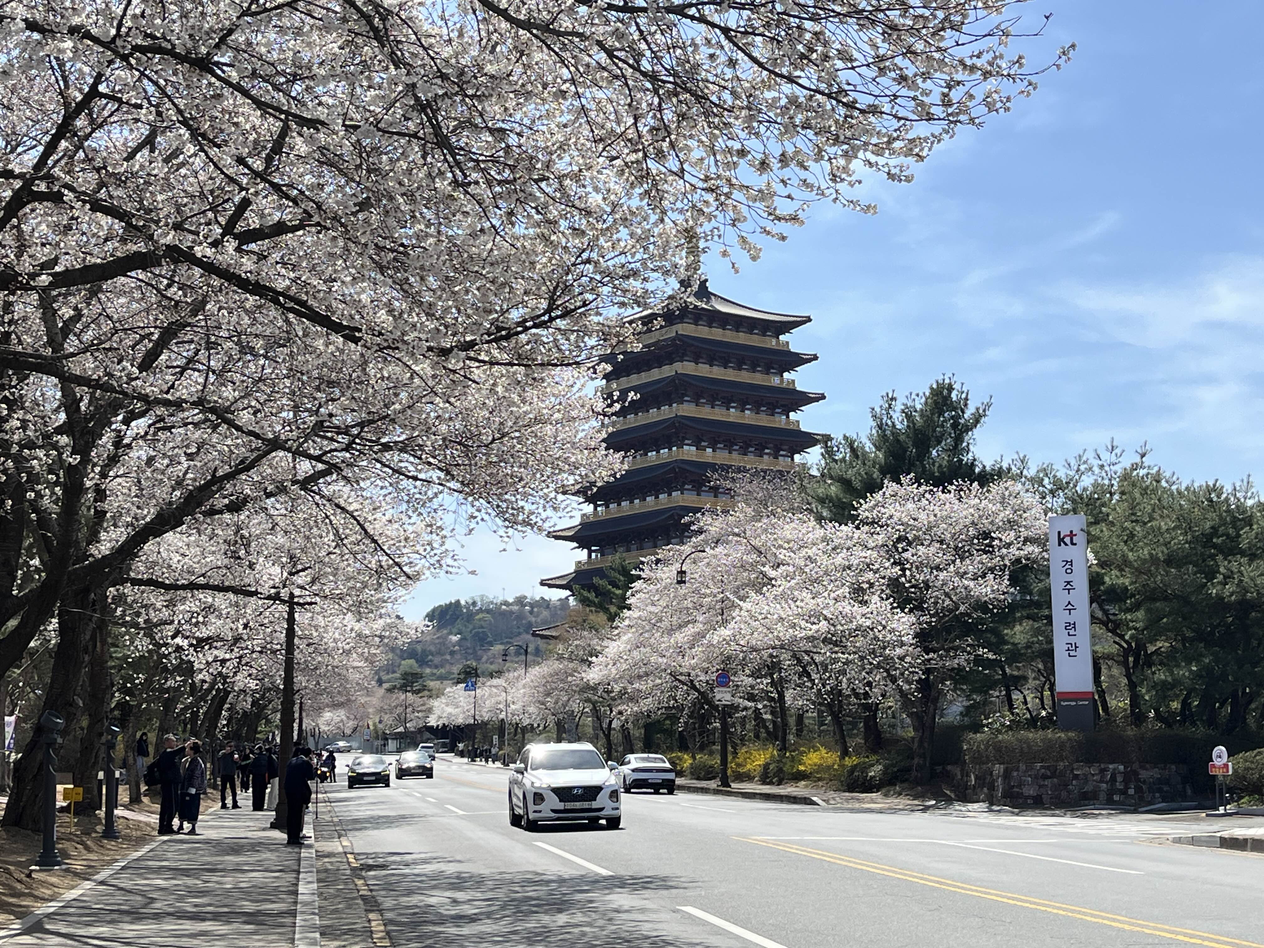 경주 벚꽃 명소
