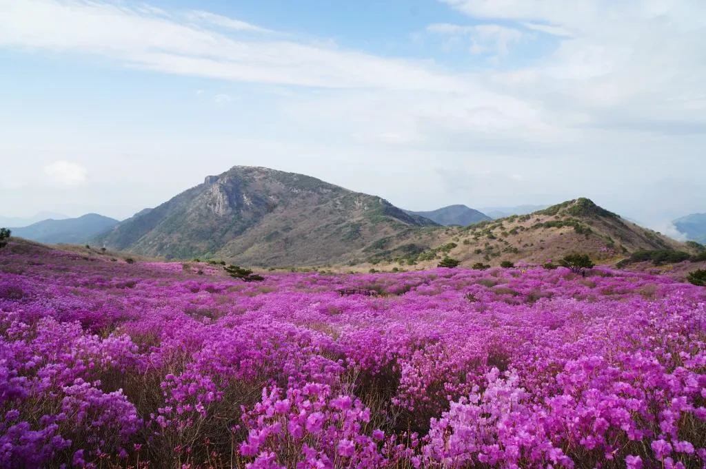 비슬산 등산코스 참꽃축제