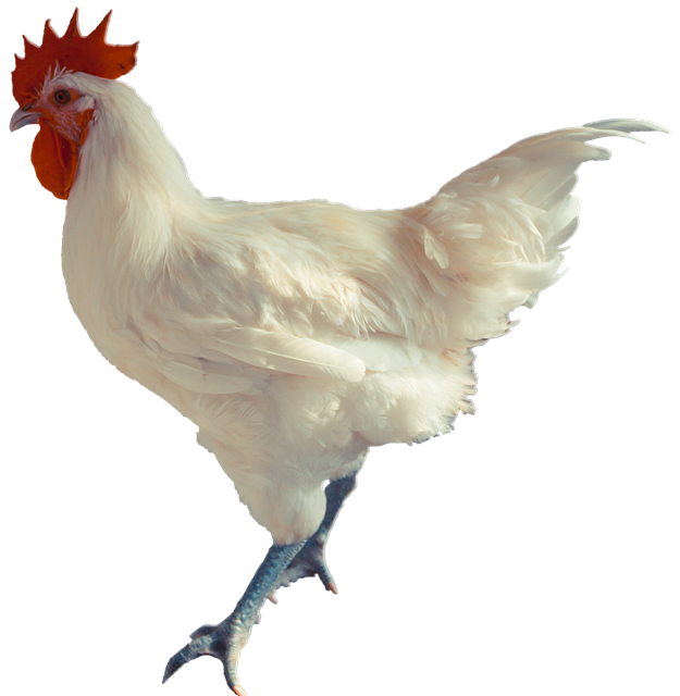 대상 포진 안좋은 음식