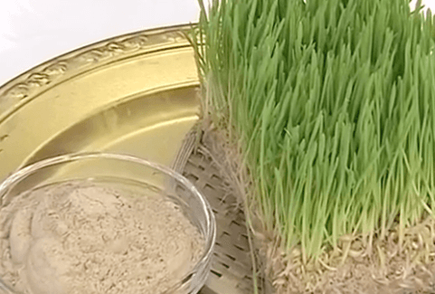 새싹보리와분말