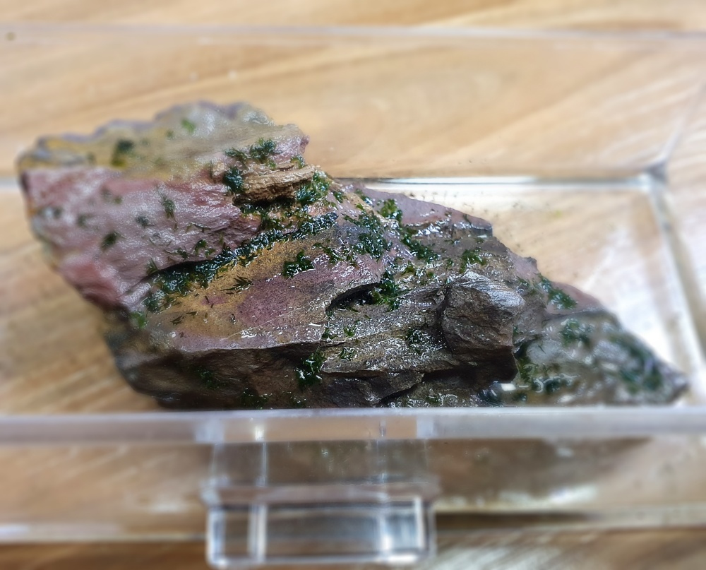 황호석에 습식활착 시킨 피시덴 모스와 프리미엄 모스