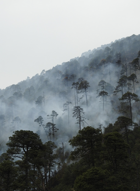 한국과 미국의 산불 발생 원인 비교 관련 사진