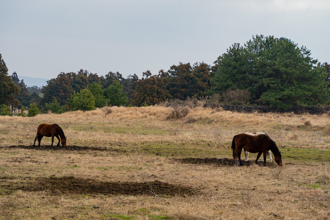 용눈이 오름 말