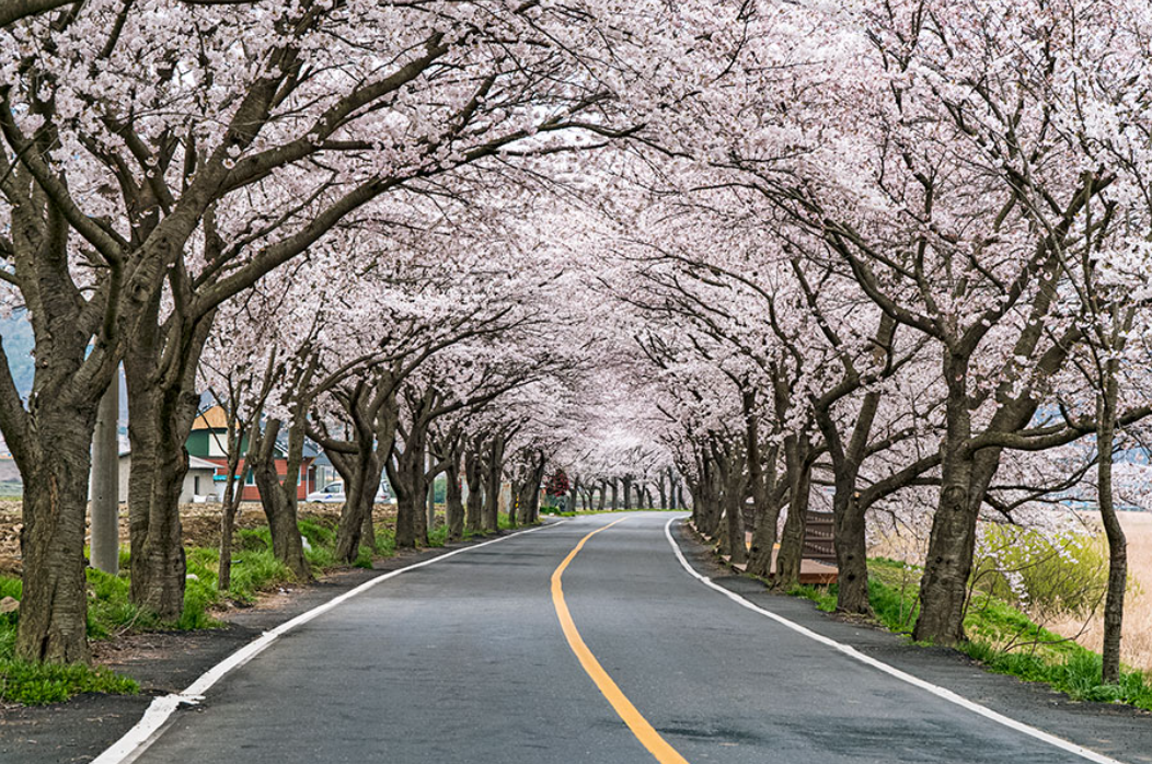 보령 주산 벚꽃 축제