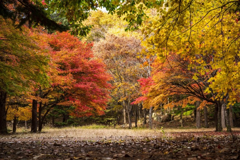 속리산 단풍시기