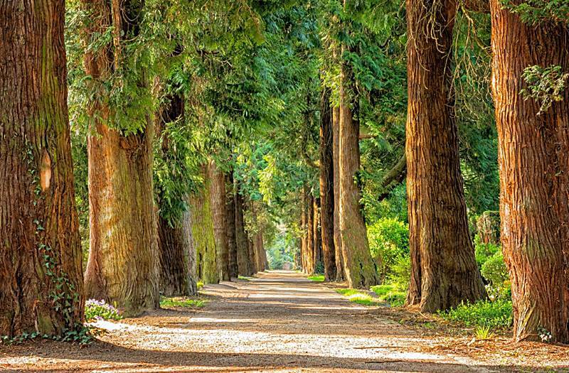 높은-나무-숲길의-모습