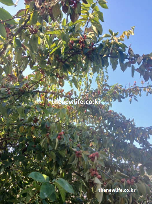 꾸지뽕 효능 항암 플라보노이드 모르틴