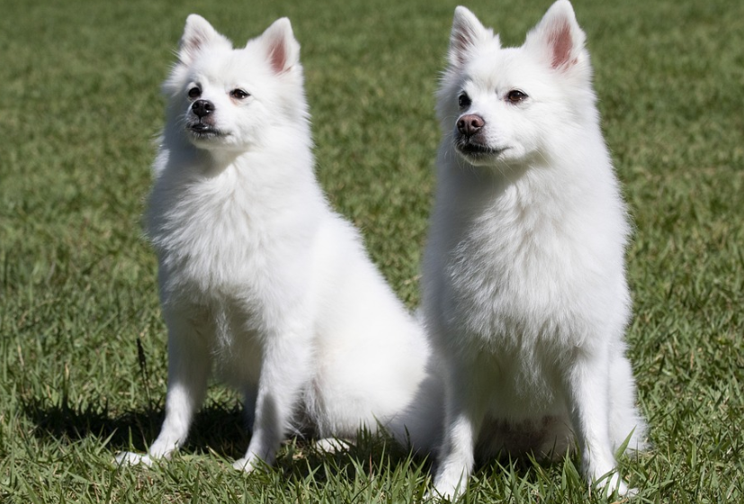 반려동물 맞춤형 건강식 플랫폼: 영양소 분석과 맞춤 배달 서비스
