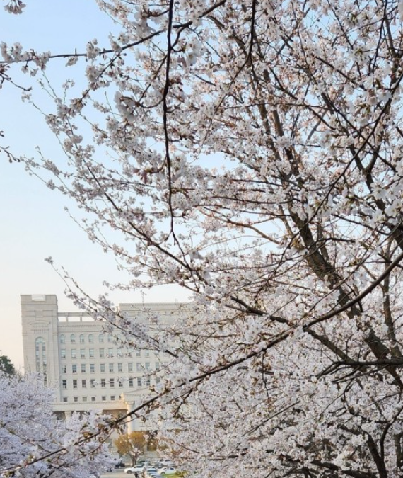 벚꽃 명소 추천