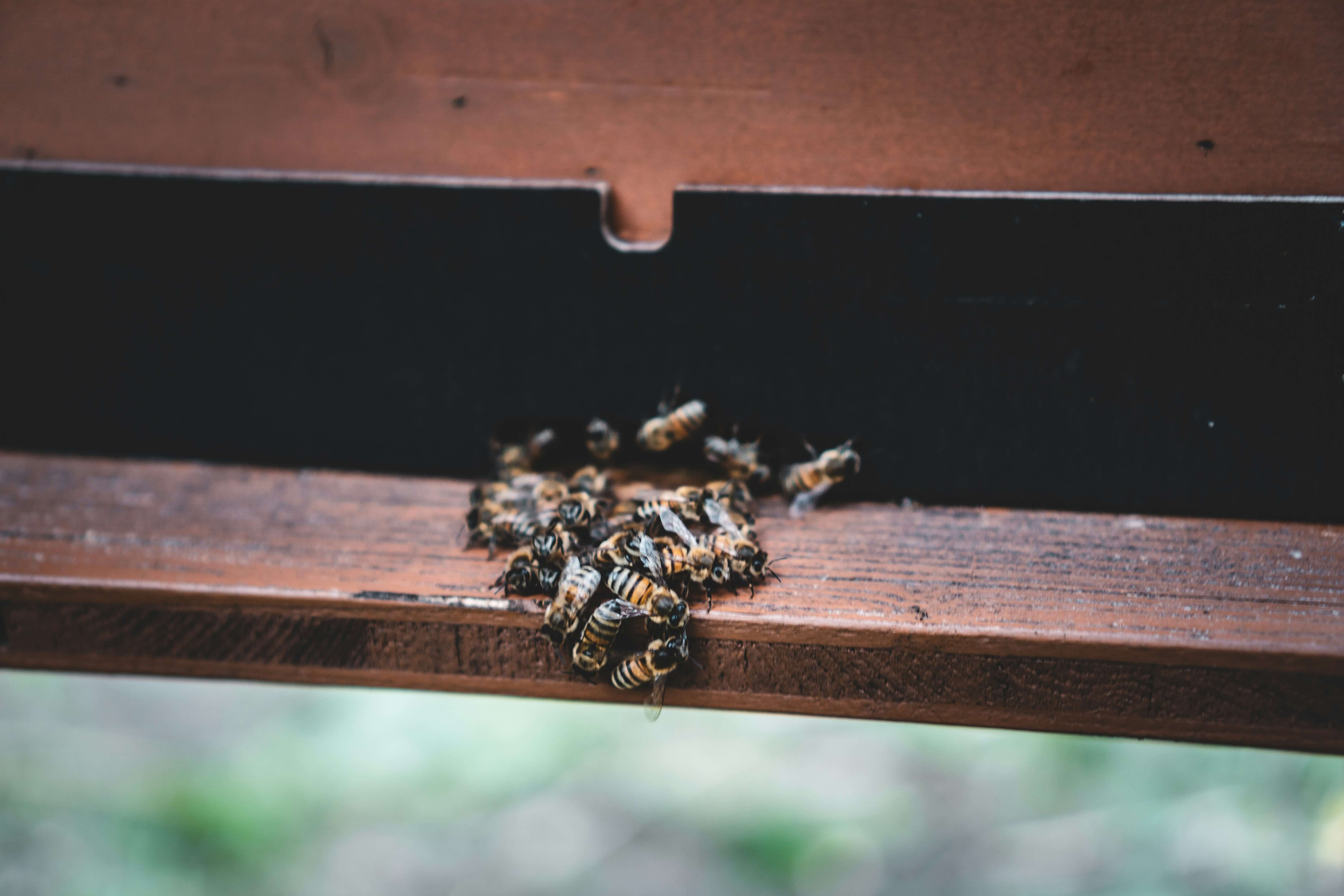 도시 양봉의 공간 조건