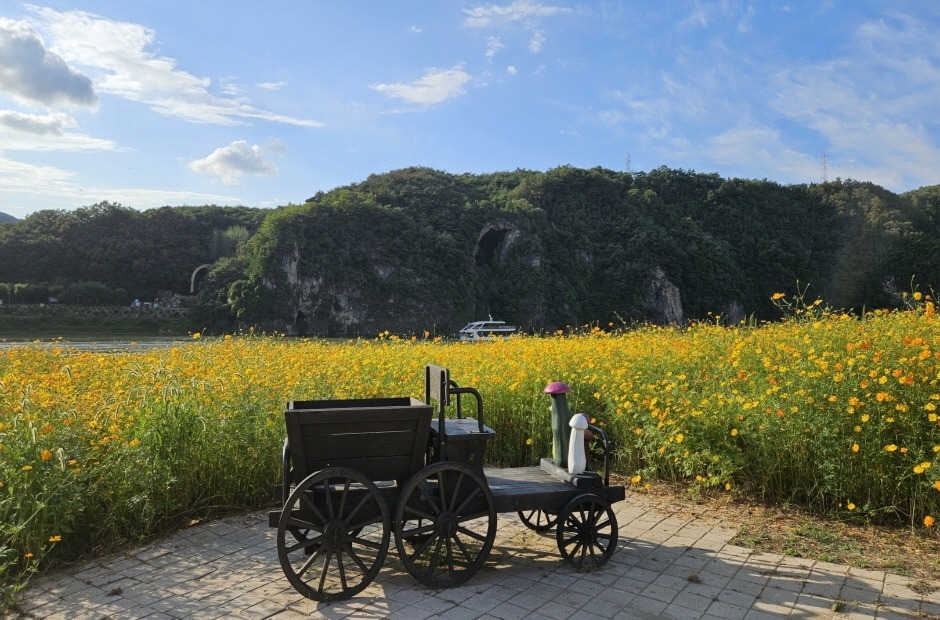 단양 도담정원 황화 코스모스