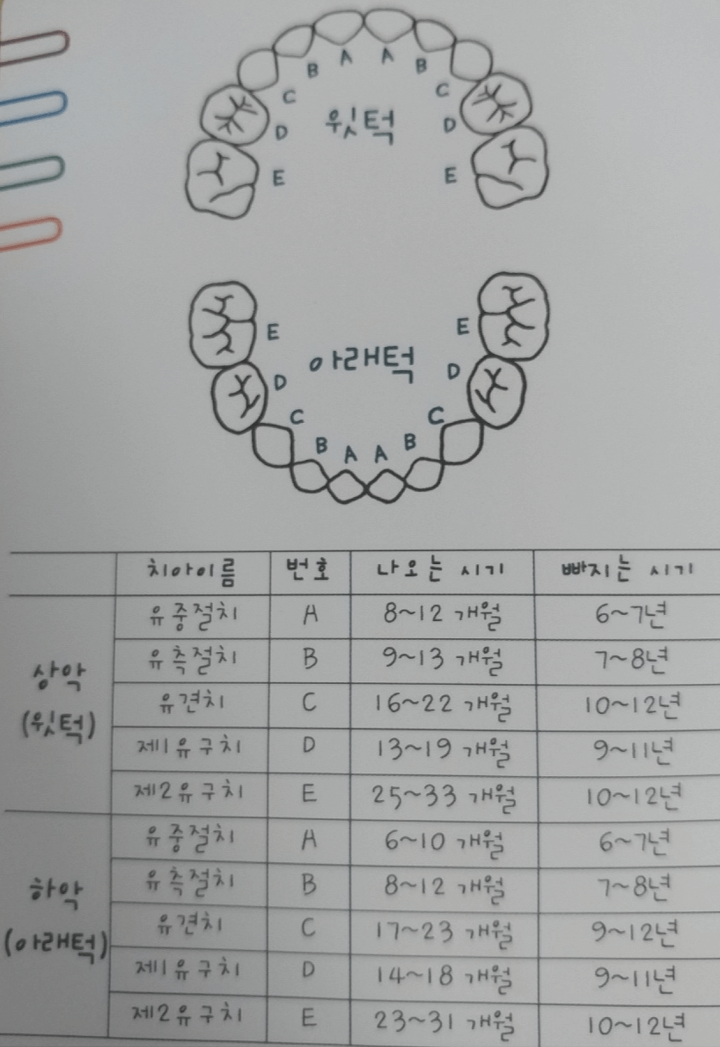 유치나는 시기