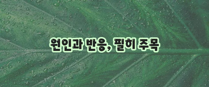 고양이 알레르기 원인 고양이 접촉 반응이 중요합니다