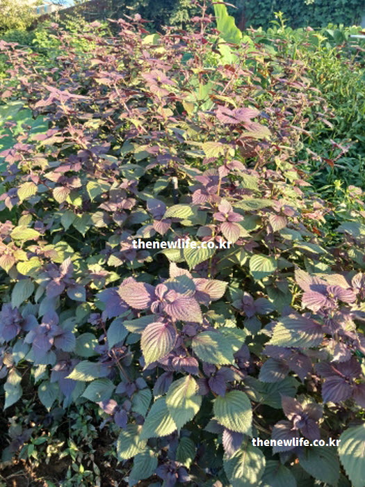 자색 깻잎 효능 약재로 쓰이는 건조 자소엽 실물