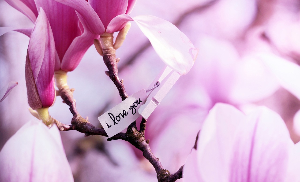 봄꽃 개화시기 2024년