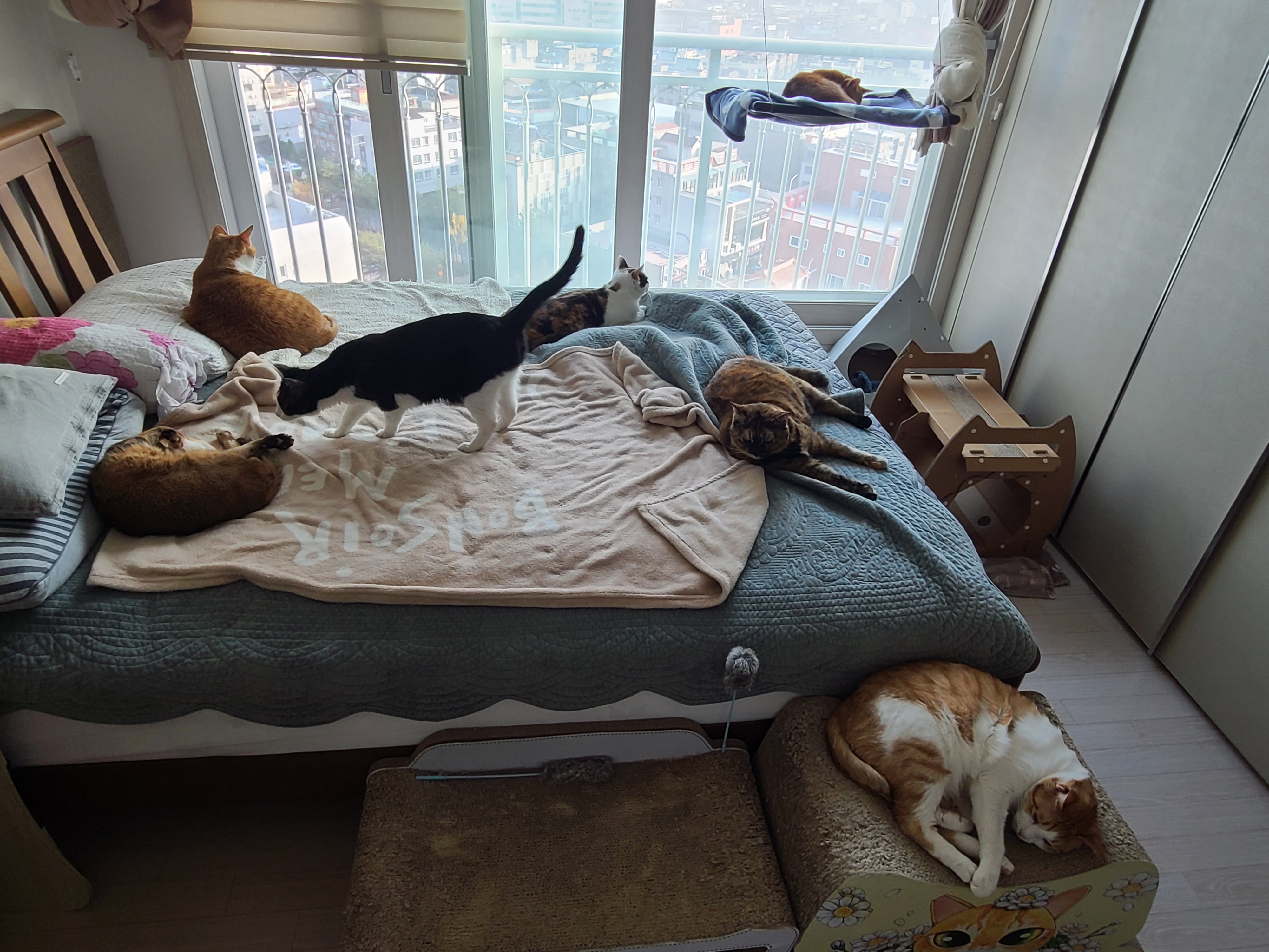 고양이들이 이러면 전기장판을 켜드려야겠죠?