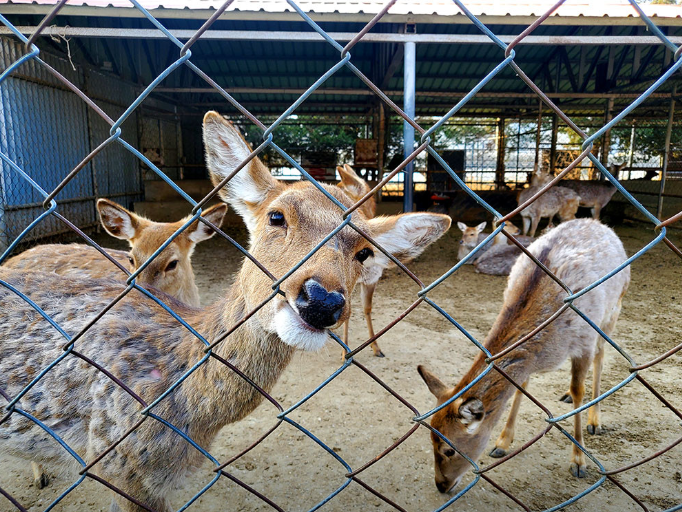 생방송투데이 동물농장 강릉
