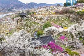 3월 국내 축제 일정