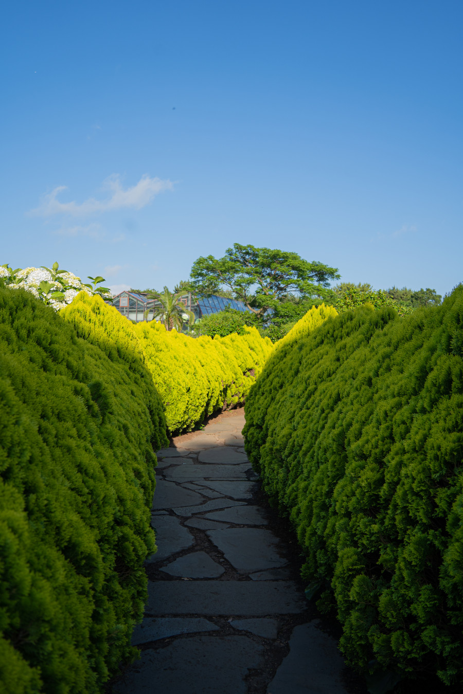 카멜리아힐 수국