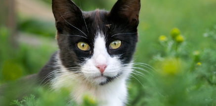 이쪽을 보는 하치와레 고양이.