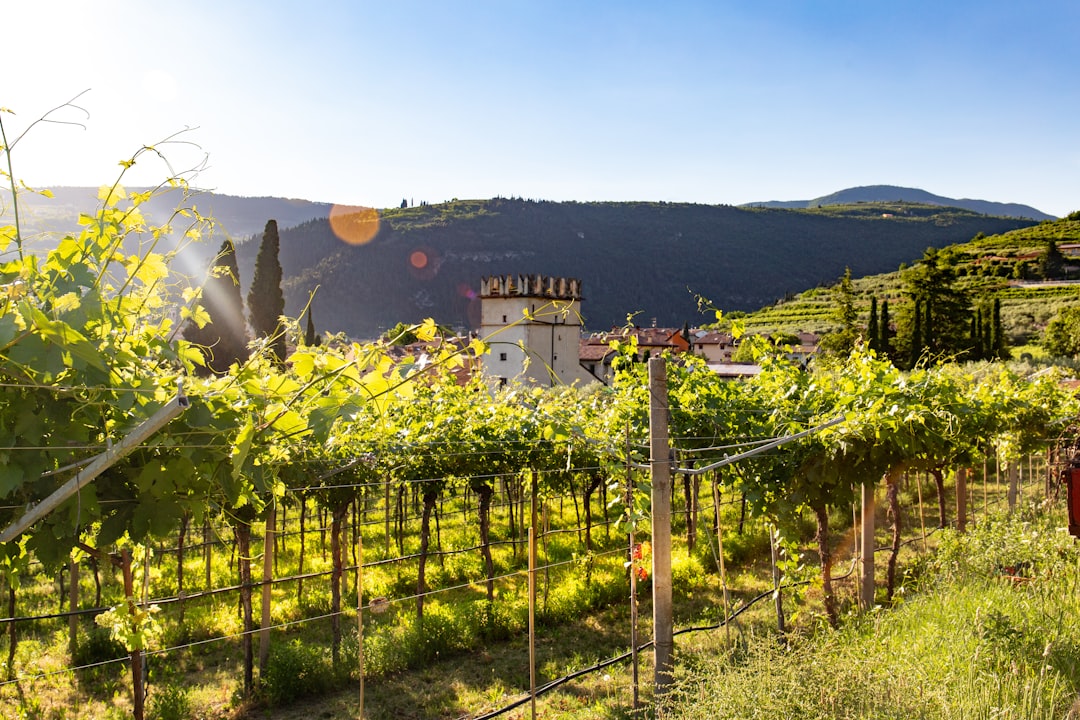 Winery