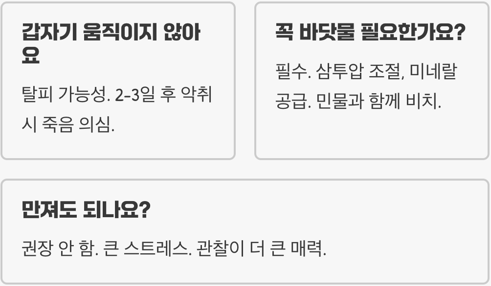 소라게, 정말 키우기 쉬운 반려동물일까?
