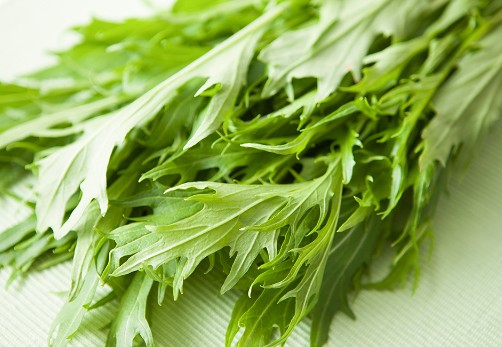 경수채 효능 및 먹는법 / 보관법(냉장, 냉동), 키우기(수경재배)