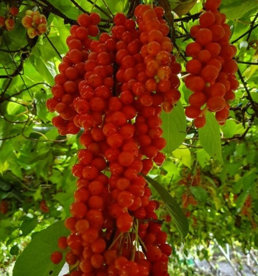 으뜸농원 오미자