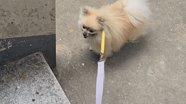 계단이 무서운 겁쟁이 강아지